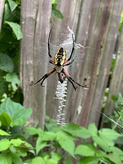 Black and yellow garden spider (Agriope Aurantia) in its web