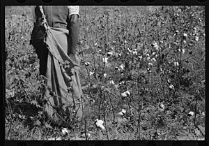 Black female sharecropper picking cotton