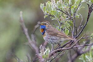 Bluethroat (Luscinia svecica svecica) male Oppdal.jpg