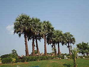 Borassus flabellifer Karimpana at Rappadi Garden Palakkad