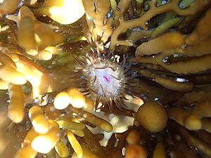 Brooding anemone with pink mouth.jpg