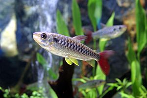 Bueng chawag Aquarium - panoramio.jpg