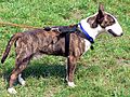 Bull Terrier Chico 10
