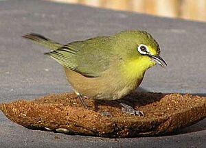 Cape-white-eye-001 (cropped).jpg