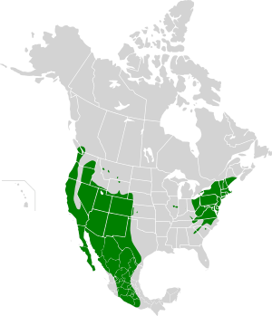 Carpodacus mexicanus map history3