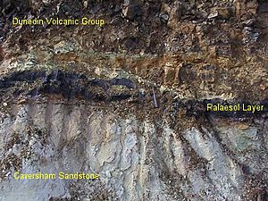 Caversham Sandstone, palaeosol, Dunedin Volcanic Group in Kaikorai Valley