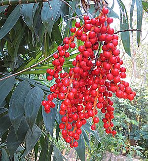 Chamaedorea microspadix (26815590515).jpg