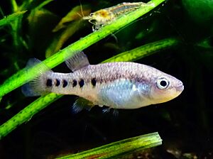 Characodon lateralis - AquaPorteDoree 02a.jpg