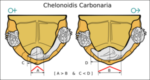 Chelonoidis-carbonaria-sex