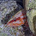 Cierva coral (Cephalopholis miniata), mar Rojo, Egipto, 2023-04-17, DD 167