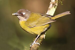 Common bush tanager (Chlorospingus flavopectus regionalis).jpg