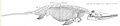 Conybeare Ichthyosaur 1824
