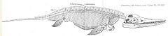 Conybeare Ichthyosaur 1824