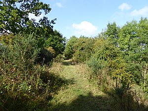 Cribb's Meadow path along former railway line.jpg