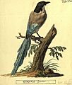 Cyanopica cyanus by Peter Simon Pallas