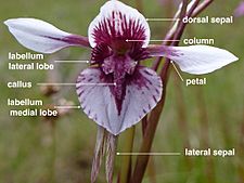 Diuris venosa labelled