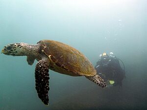 Diving in Arraial do Cabo 05