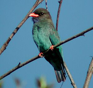 Dollarbird Samcem Dec02.JPG