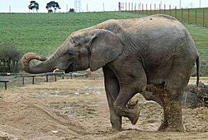 Elephant Noahs ark zoo farm image