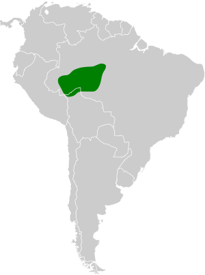Epinecrophylla amazonica map.svg