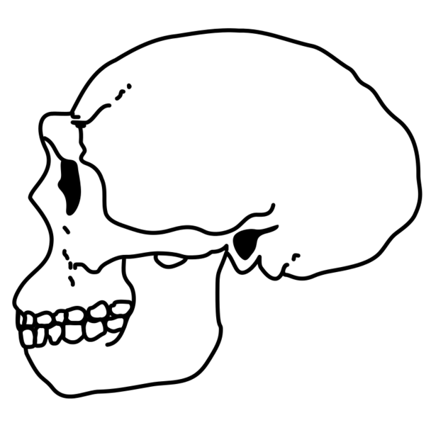 Erectus Skull