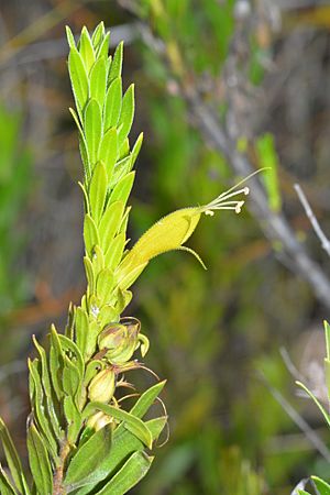 Eremophila glabra subsp. chlorella