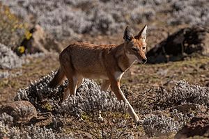 Ethiopian wolf Facts for Kids