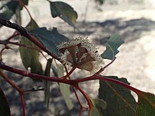 Eucalyptus magnificata flowers