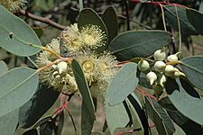 Eucalyptus oldfieldii buds