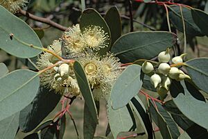Eucalyptus oldfieldii buds