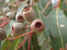 Eucalyptus staeri fruit