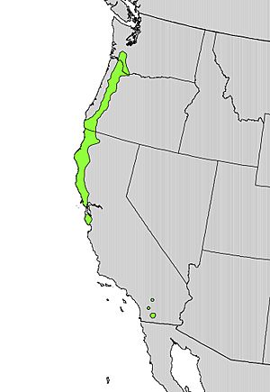 Euonymus occidentalis range map.jpg