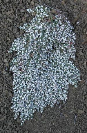 Euphorbiapolycarpa.jpg