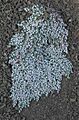 Euphorbiapolycarpa