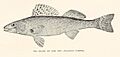 FMIB 43010 Sauger or Sand Pike (Stizostedium canadense)