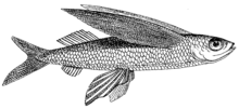 Flying Fish (PSF).png