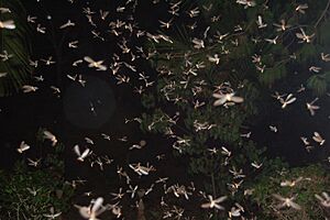Flying Termites after rain