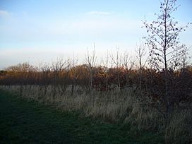 Fox and Parrot Wood, Woodland Trust - geograph.org.uk - 337117.jpg