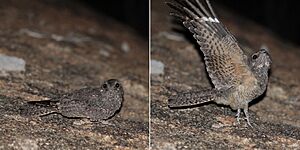 Freckled nightjar (Caprimulgus tristigma) female composite.jpg