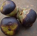 Fruits of Borassus flabellifer.jpg