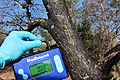Geiger counter measuring tree at Chernobyl