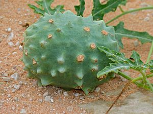 Gemsbok Cucumber (Acanthosicyos naudinianus) (6865171484).jpg