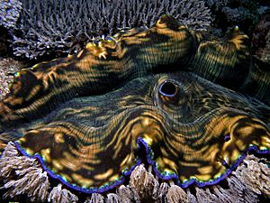 Giant clam komodo