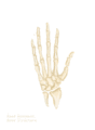 Hand-bone animation