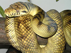 High-Yellow Sorong Amethystine Scrub Python.jpg