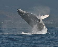 Humpback whale bis