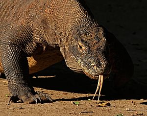 Komodo dragon (Varanus komodoensis)