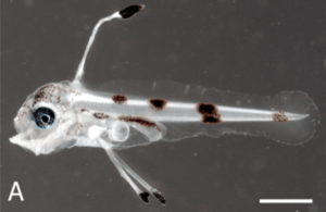 Larval Oarfish