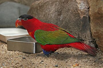 Lorius domicella -Artis Zoo -Netherlands-8a.jpg