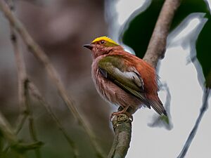 Machaeropterus pyrocephalus Fiery-capped Manakin (male); Rio Branco, Acre, Brazil.jpg